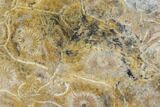 Polished Fossil Coral (Actinocyathus) - Morocco #84998-1